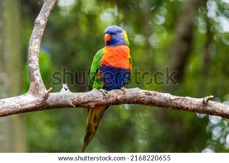 Rainbow Lorikeet sitting on a branch in a zoo setting.