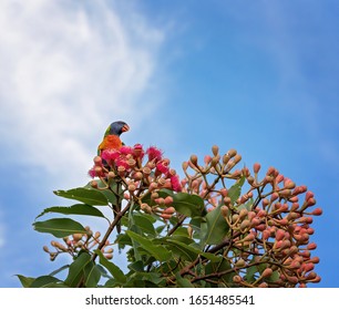 A Rainbow Lorikeet Sitting On A Pink Flowering Gum Nut Tree, Isolated Against The Cloudy Blue Sky