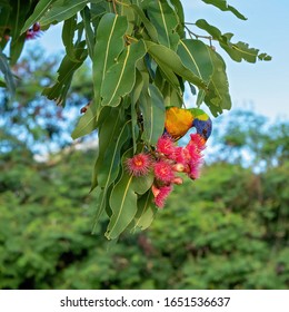 A Rainbow Lorikeet Sitting On A Pink Flowering Gum Nut Tree Feeding On The Blossoms