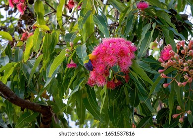 A Rainbow Lorikeet Sitting On A Pink Flowering Gum Nut Tree Feeding On The Blossoms