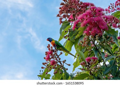 A Rainbow Lorikeet Sitting On A Pink Flowering Gum Nut Tree, Isolated Against The Cloudy Blue Sky