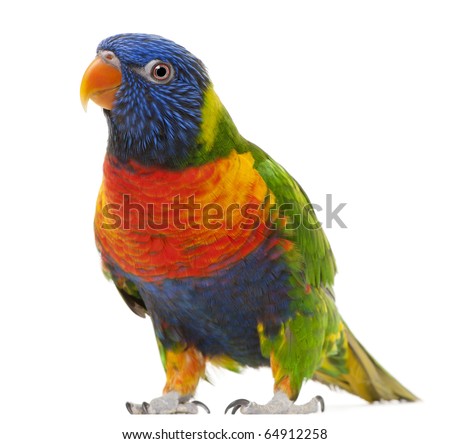 Rainbow Lorikeet, Trichoglossus haematodus, 3 years old, standing in front of white background
