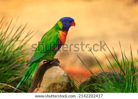 Rainbow lorikeet, Trichoglossus mollucanus, perched on stone in orange sandy plain. Portrait of beautiful parrot with colorful feather. Cute bird in nature habitat. Wildlife from Australia.