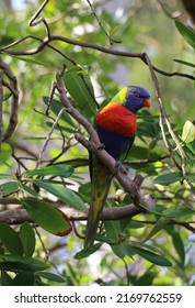 Rainbow Lorikeet (Trichoglossus Moluccanus). Australian Native Parrot. Australian Fauna.