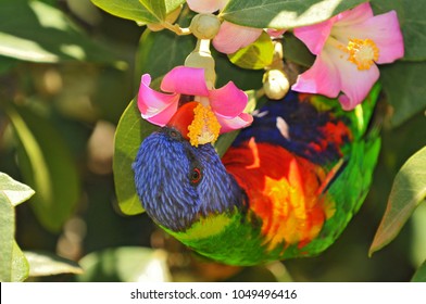 Unduh 95+ Gambar Flora Fauna Australia Keren Gratis HD