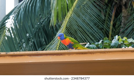 Rainbow Lorikeet or Trichoglossus Moluccanus parrot resting on a roof of building - Powered by Shutterstock