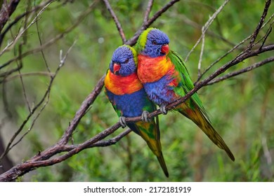 The rainbow lorikeet (Trichoglossus moluccanus) is a species of parrot found in Australia. It is common along the eastern seaboard, from northern Queensland. Close-up of Rainbow lorikeet. - Powered by Shutterstock