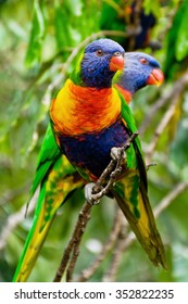 Rainbow Lorikeet,Australia
