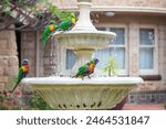 Rainbow Lorikeets washing themselves in a bird bath