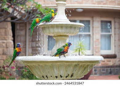 Rainbow Lorikeets washing themselves in a bird bath - Powered by Shutterstock