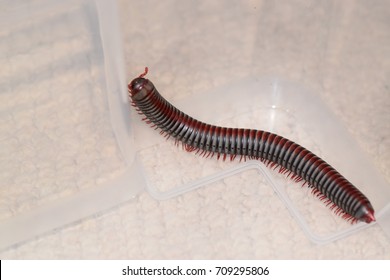 Rainbow Millipede