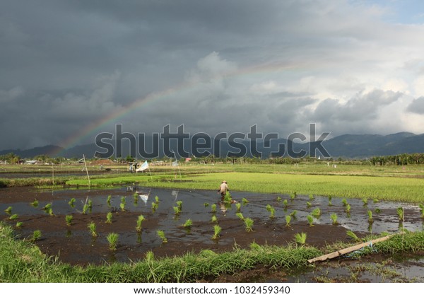 rainbow on\
horizontal beautiful landscape during weather change in Indonesia\
with bright blue sky divided by white clouds over flat rice fields\
with rice seedlings and\
water