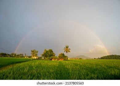 Rainbow Over Agriculture Field At Malays Kampung House In Paddy Field. Malaysia Main Staple Food.