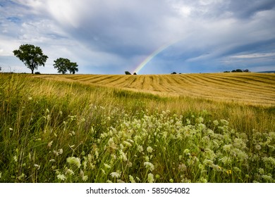 Rainbow over the field