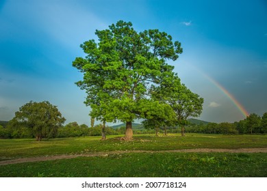 Rainbow over fields and trees on a farm on the edge of Lake 