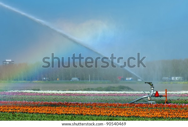 Rainbow\
over flowers under a blue sky, Holland,\
Europe