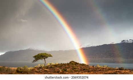 Rainbow Over A Lone Tree On The Shores Of Loch Maree In Torridon In The Scottish Highlands