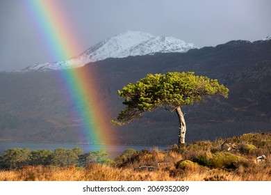 Rainbow Over A Lone Tree On The Shores Of Loch Maree In Torridon In The Scottish Highlands