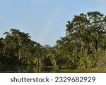 Rainbow over the Louisiana Bayou