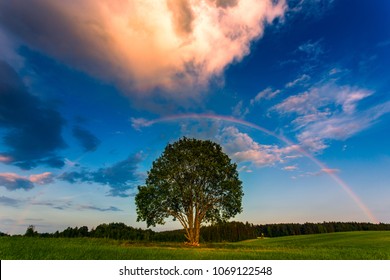 Rainbow over a spring green field