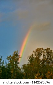 Rainbow over tree.