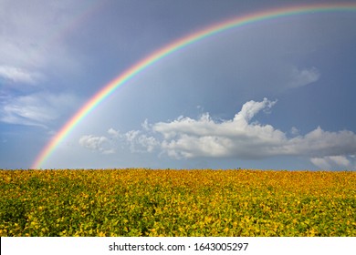 Rainbow Over Yellow Soy Field. South Brazil Agro Business, Insurance Concept. 