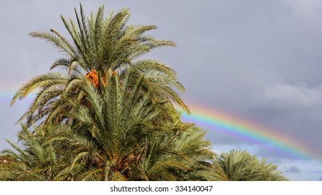 Rainbow and palm tree