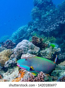 Rainbow Parrotfish On The Great Barrier Reef 