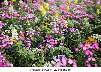 A rainbow of pink, green, orange, yellow, white, and blue daintly little Dianthus and Violet flowers and plants create a lush garden background. - Shutterstock ID 2284536969
