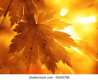 Rainbow rays, yellow maple leaf - Powered by Shutterstock