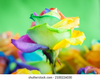 Rainbow Rose. Bouquet Of Multi-colored Roses On Green Background