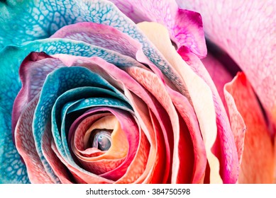 Rainbow Rose, close-up, macro. - Powered by Shutterstock