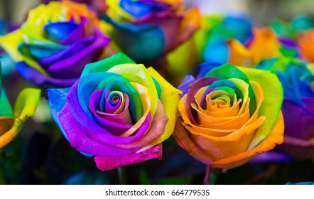 Rainbow Rose Heart Flower Multi Colored Stock Photo (Edit Now) 664779535