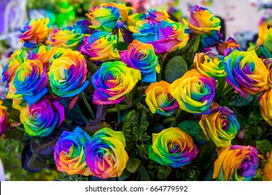 Rainbow Rose Heart Flower Multi Colored Stock Photo 664779592 ...