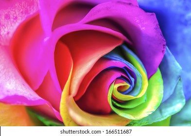 Rainbow Rose Macro - Powered by Shutterstock