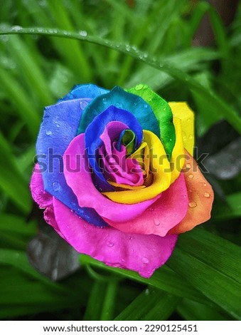 Rainbow rose with rain drops 