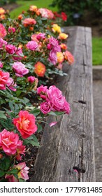 Rainbow Of Roses Growing In A Wooden Planter Box