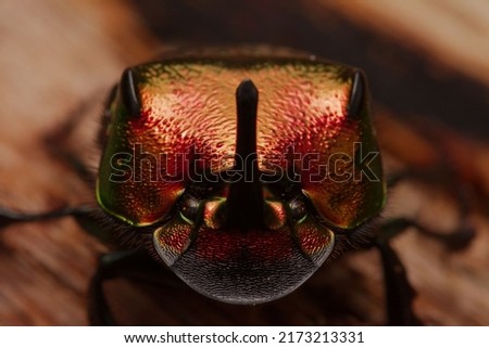 Rainbow Scarab - Rainbow Dung Beetle - selective focus