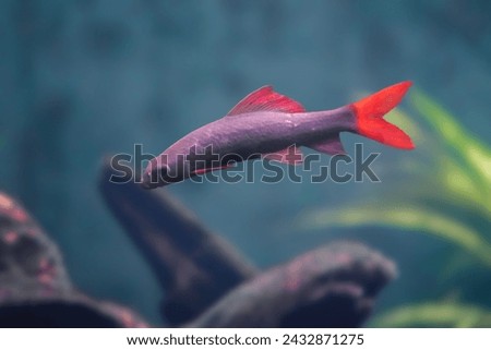 Rainbow Sharkminnow (Epalzeorhynchos frenatum) - Freshwater Fish