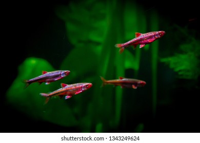 Rainbow Shiners At Tennessee Aquarium