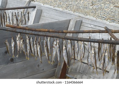 Rainbow Smelt ( Osmerus Mordax ) Is Drying In The Sun In A Wooden Boat. Strait Of Tartary Coast. Khabarovsk Krai, Far East, Russia.