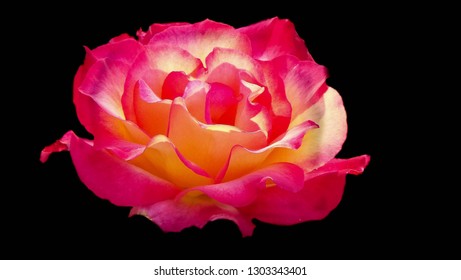 Rainbow Sorbet Rose On A Black Background