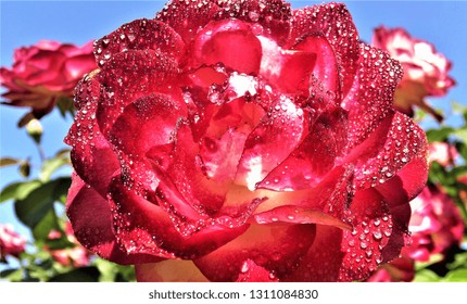 Rainbow Sorbet Rose With Water Drops.