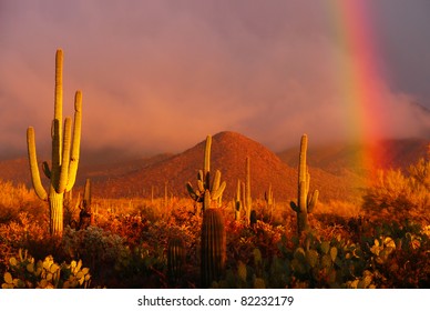 Rainbow sunset at the Saguaro National Park, Arizona, USA