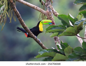 Rainbow Toucan Sees Lunch on the Tree. 