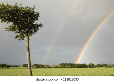 A rainbow and a tree