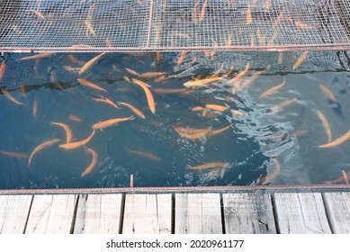 Rainbow trout aquaculture farm. Fish farm for artificial breeding of salmon
