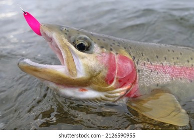 a rainbow trout being reeled in with a fishing lure. 
