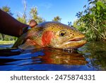 Rainbow trout caught and released in the Boise River in downtown Boise, Idaho