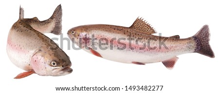 rainbow trout, clipping path, isolated on white background, full depth of field